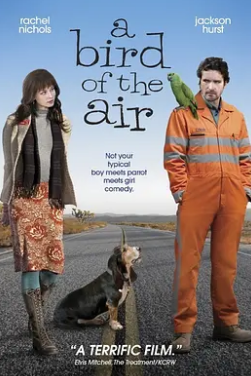 空中的飛鳥(niǎo)